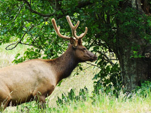 Prairie Creek Redwoods State Park. Home to Roosevelt Elk. Photo by Paul McHugh.