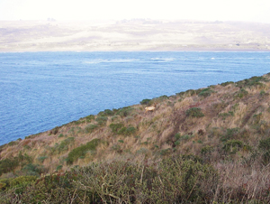 A tule elk traverses brush path on a ridge at Point Reyes. Photo by Paul McHugh.