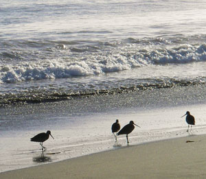 The rhythmic crash and the sigh of surf are sounds that will linger in memory. Photo by John Weed.