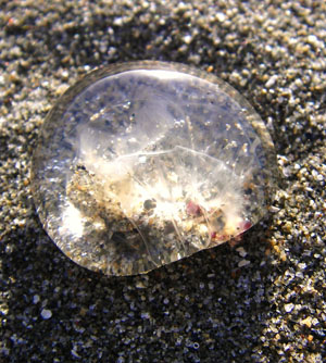 A frail gem, cast up from the sea. Photo by John Weed.