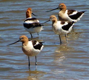 Avocets at Cullinan Ranch.
