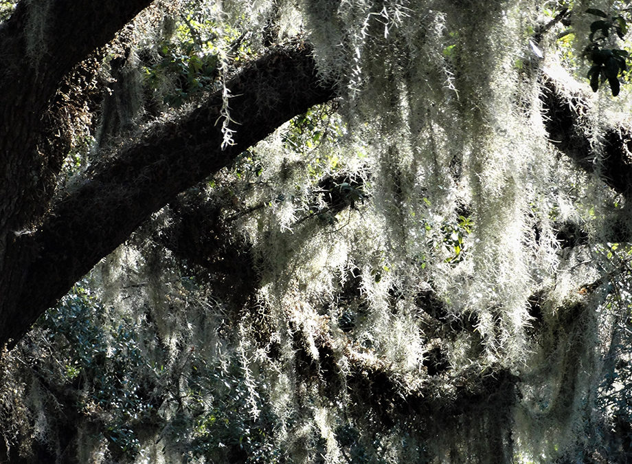 The ‘Glades of My Youth