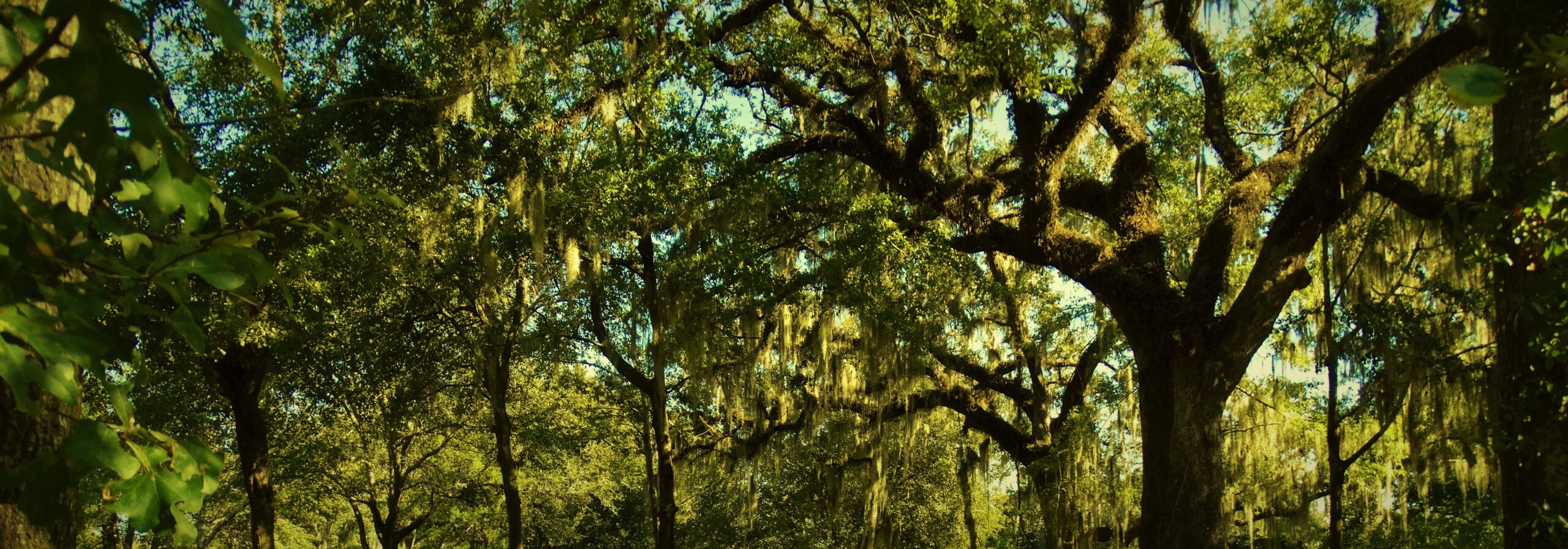 Walk the Path of a Golden-Green Dream