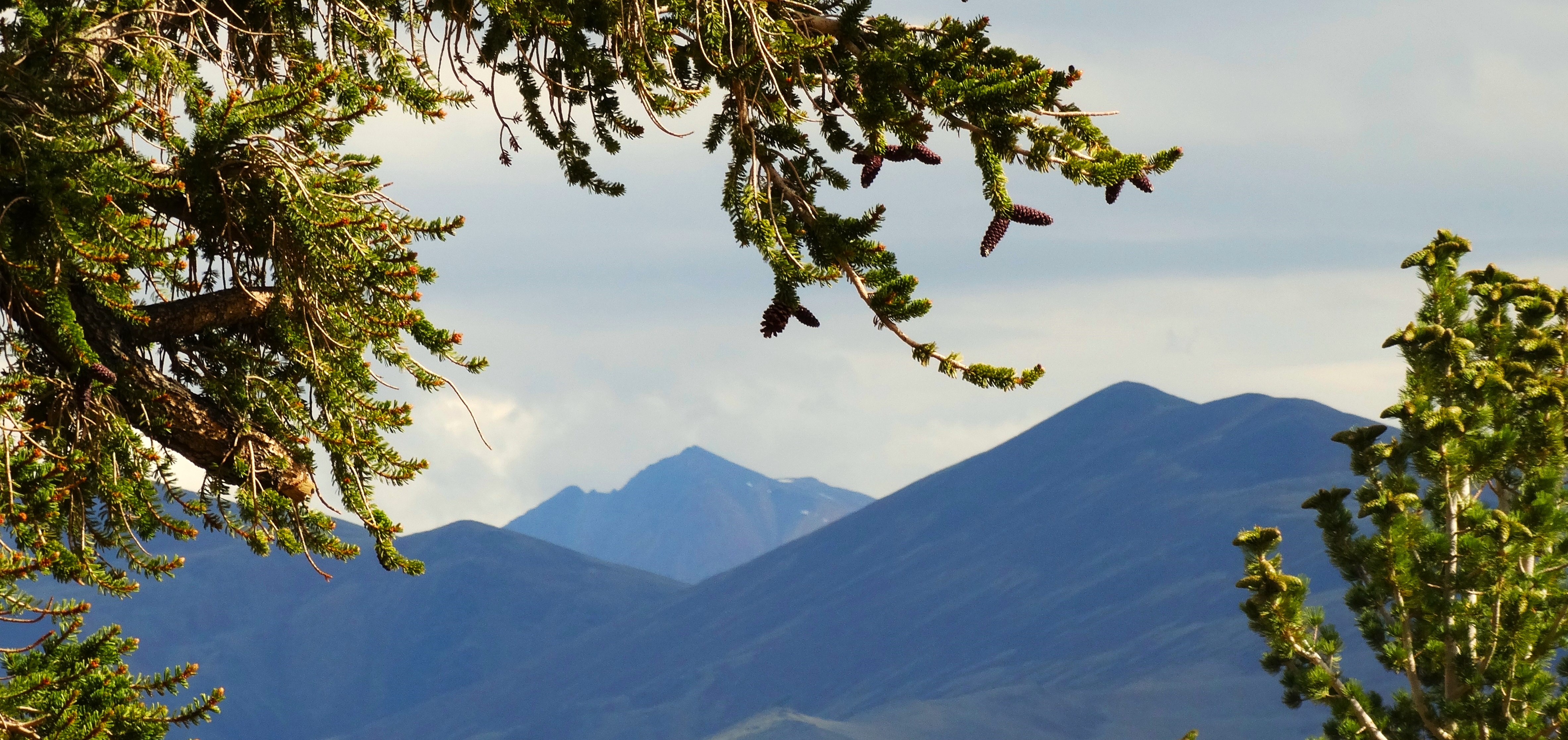 Lessons From the Long-Life Trees